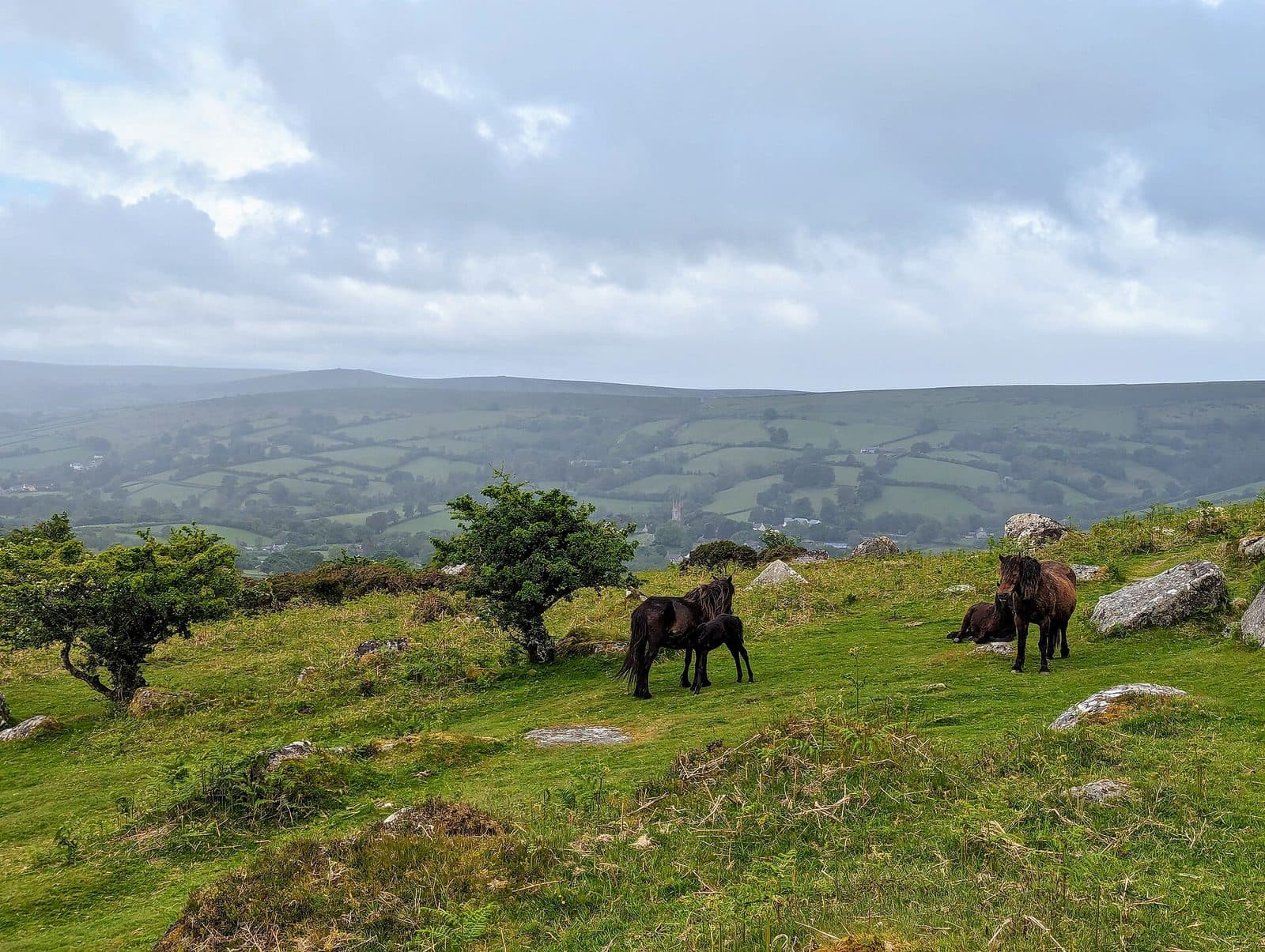 Dartmoor ponies